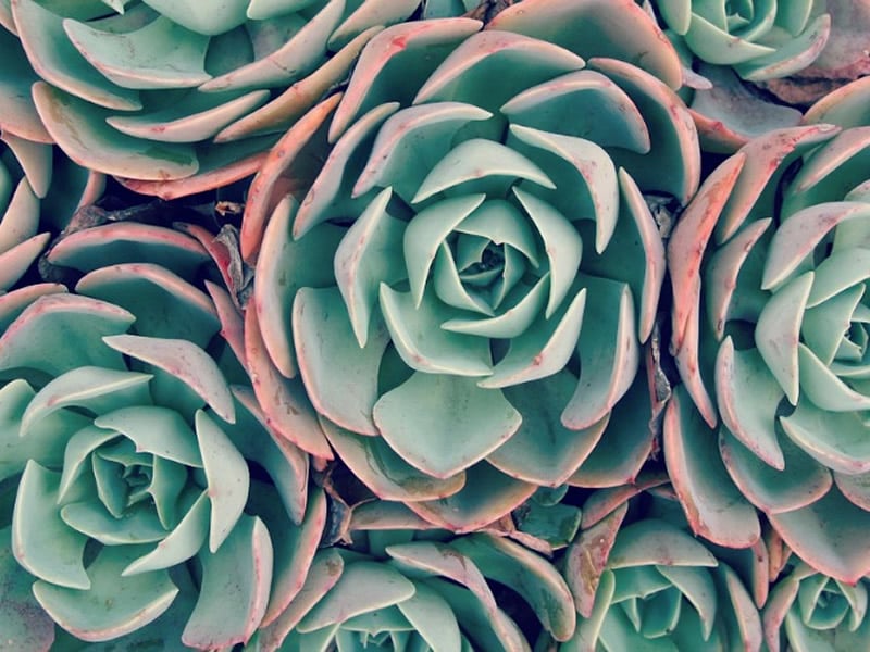 05/09/2017-Why Succulents Make the Best Houseplants